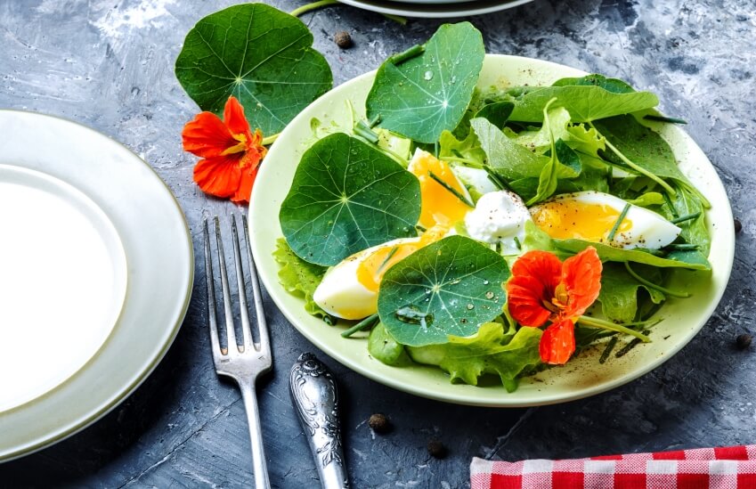 Nasturtium microgreens salad