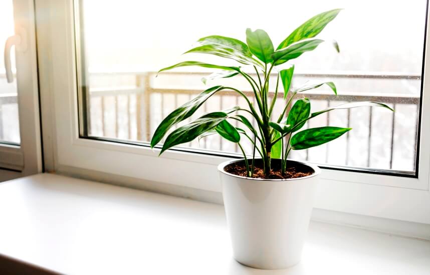 aglaonema plant benefits