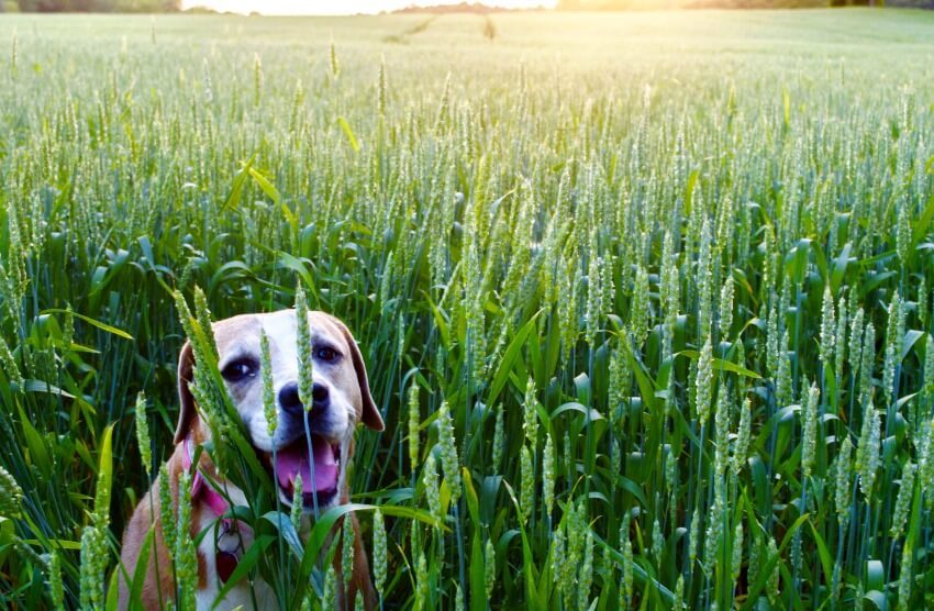 dog in wheat farm