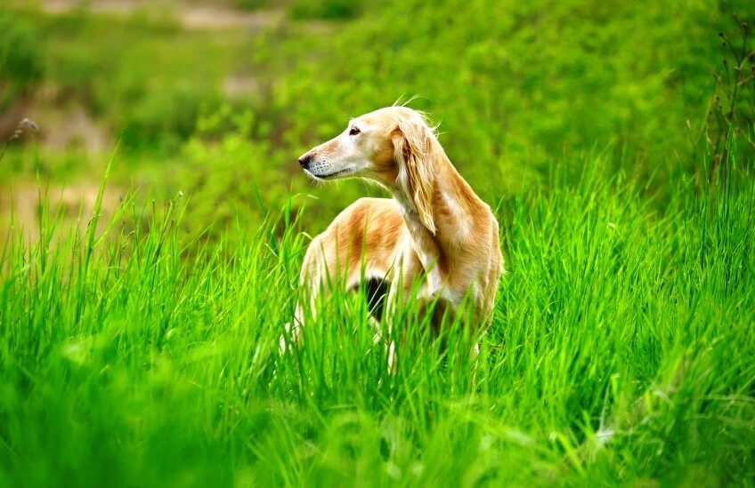 dog in grass field