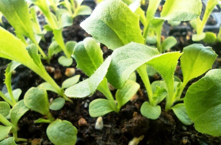 how to grow endive microgreens