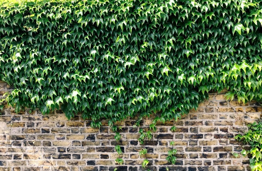 english ivy protecting walls