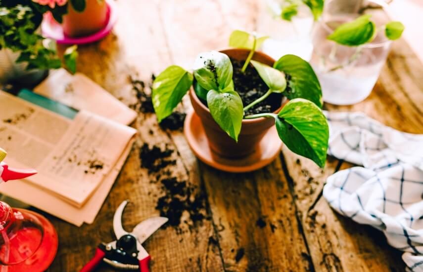 money plant on table
