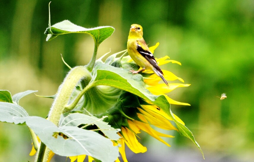sunflower and bird