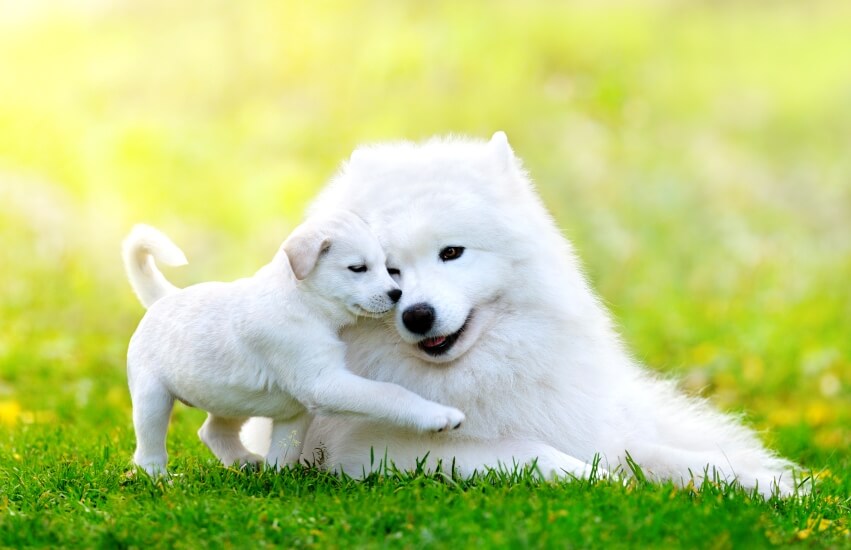 white dogs on grass