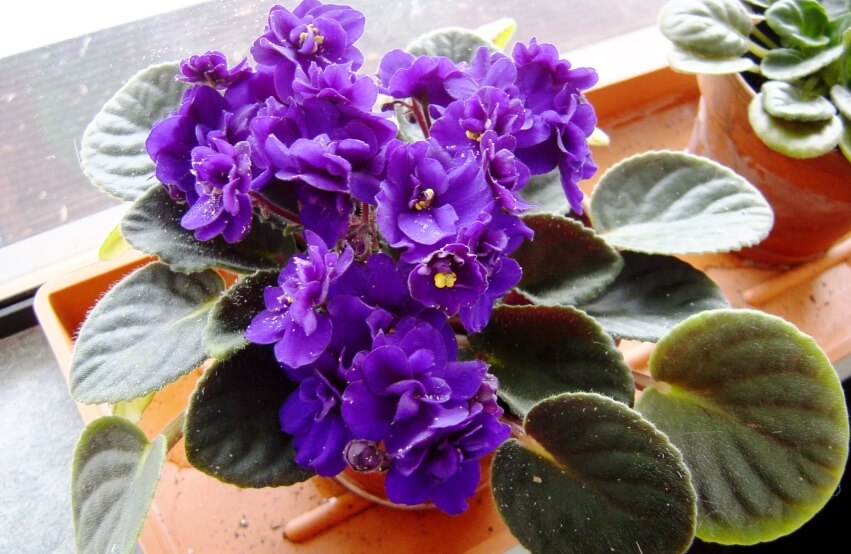 African Violet on table