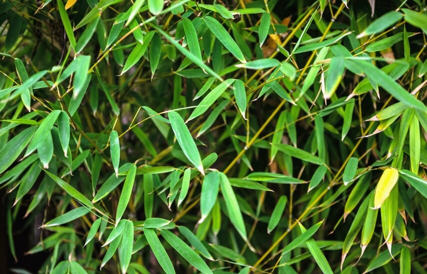 Asian-bamboo forest