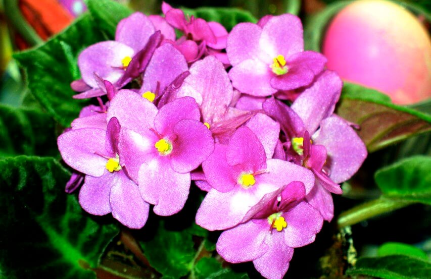 beautiful African Violet