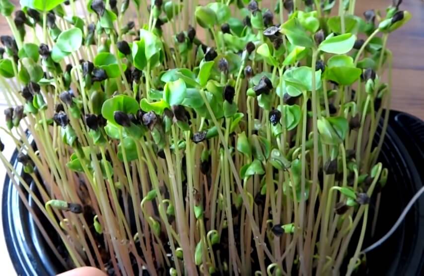 buckwheat microgreens