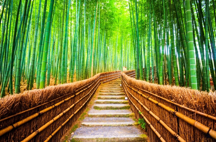 lucky bamboo jungle