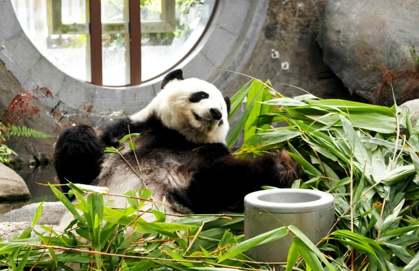 panda eating bamboo plants