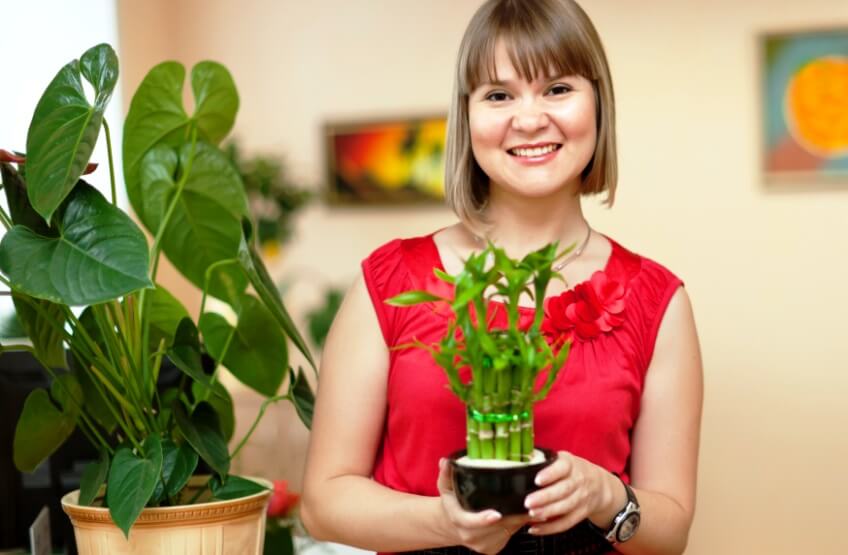 Lucky bamboo plant benefits