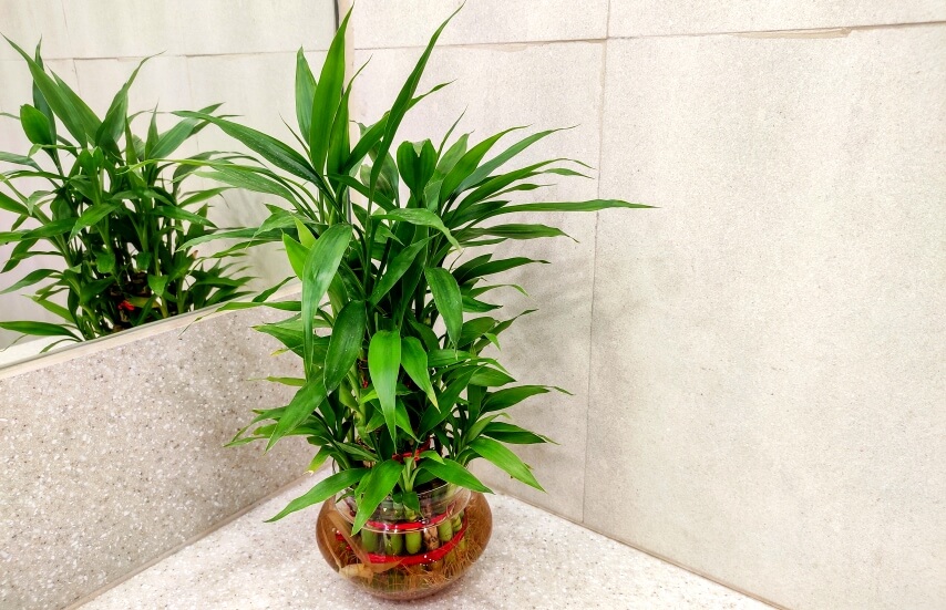 bamboo plant in pot
