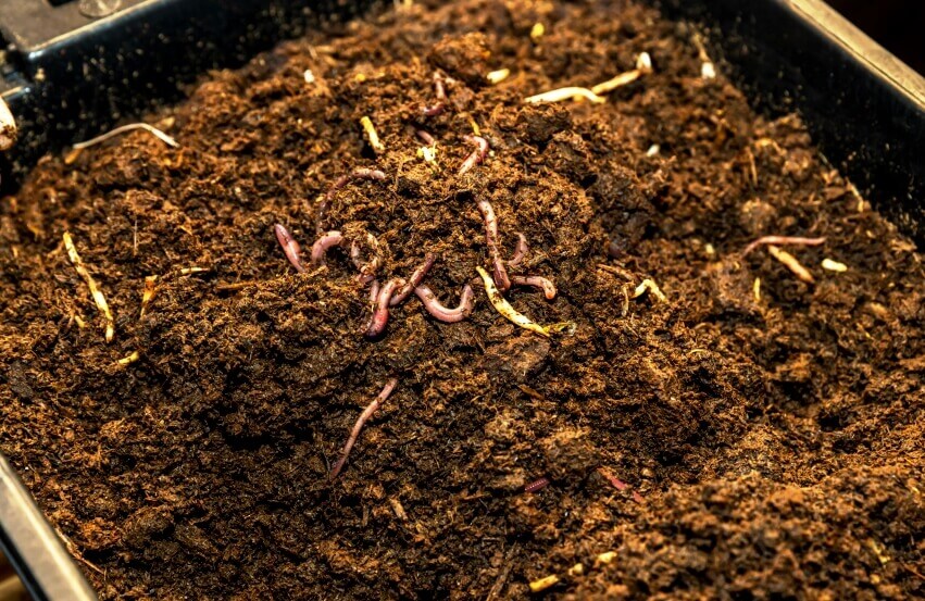 vermicompost, soil and earthworms