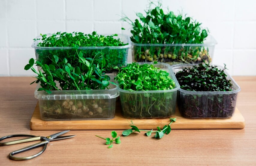 what are microgreens