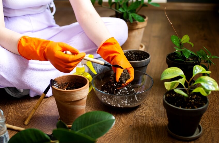 How do you use vermicompost in potted plants