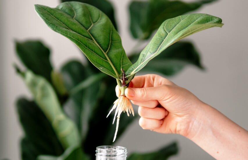 rooted cutting of fiddle leaf fig or ficus lyrata