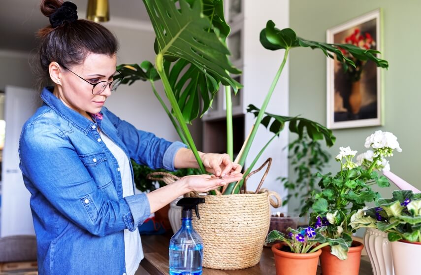 woman fertilizes monstera plant in pot
