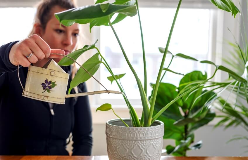 woman watering monstera plant