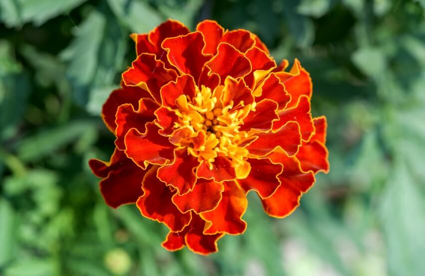 Marigold Flower (Tagetes) clos up