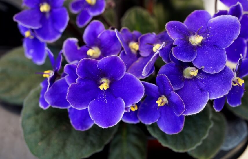African violet flowers in pot