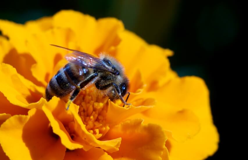 bee on marigold