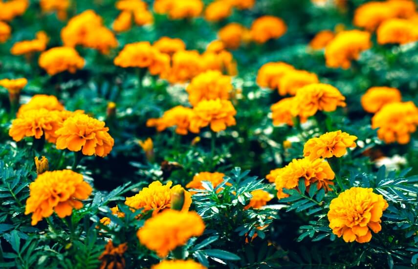 marigold benefits in the garden