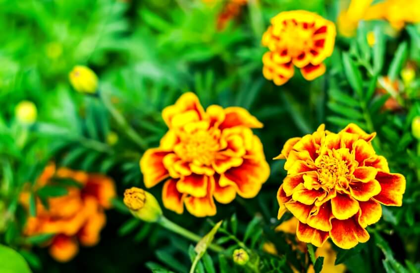 marigold is blooming