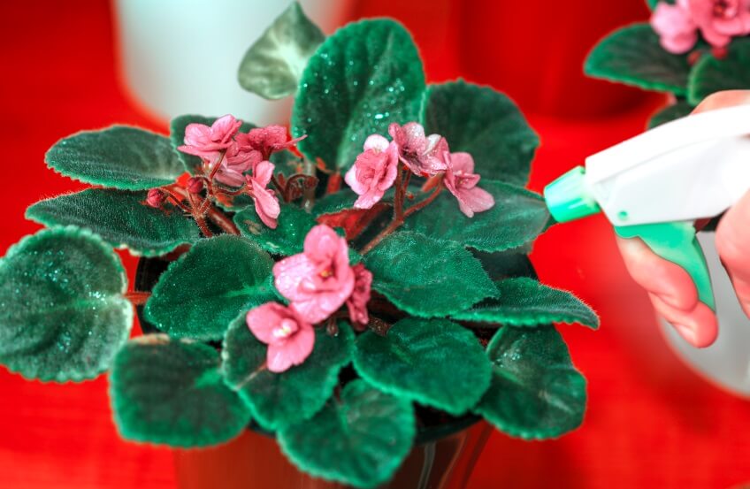 how often to water African violet plants