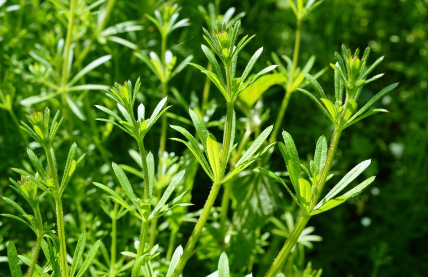 Galium aparine plant