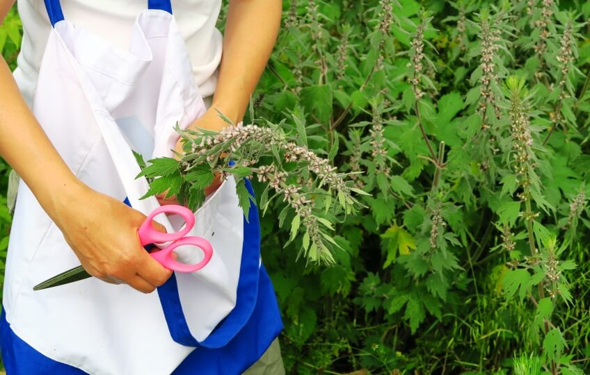 a woman collects motherwort