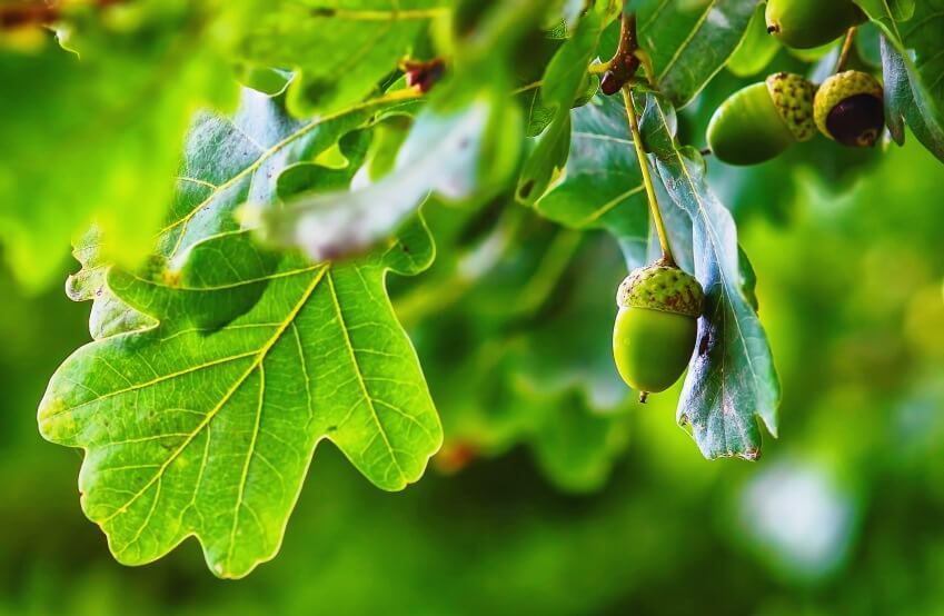 benefits of oak tree tea