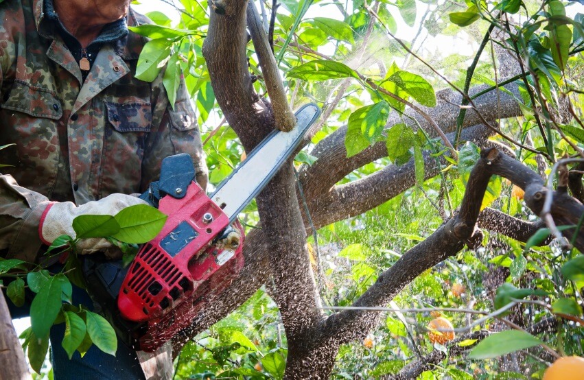tree pruning with chainsaw