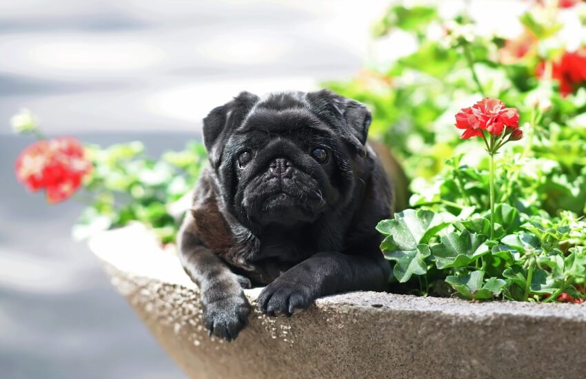 geraniums (pelargoniums) are poisonous to dogs