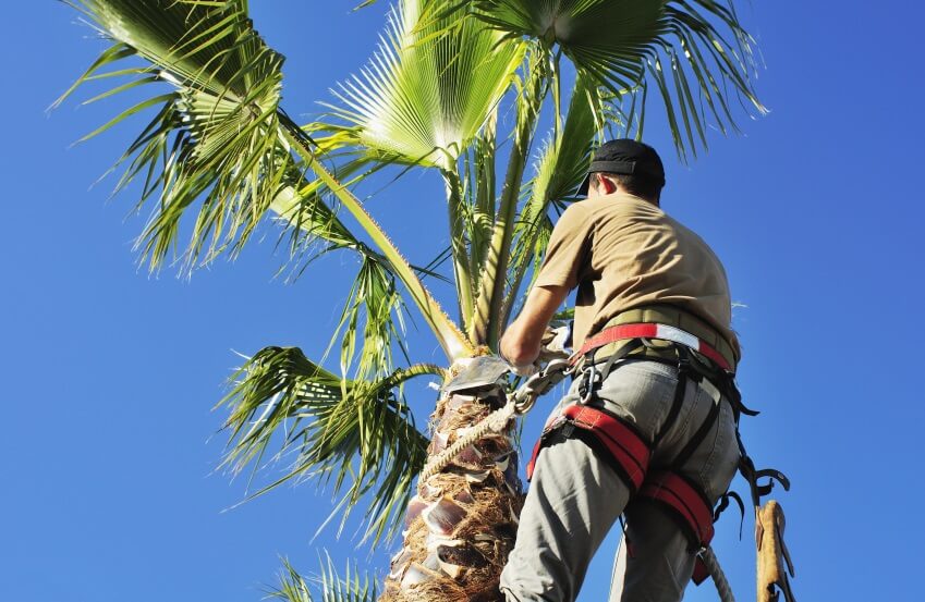trimming palm tree