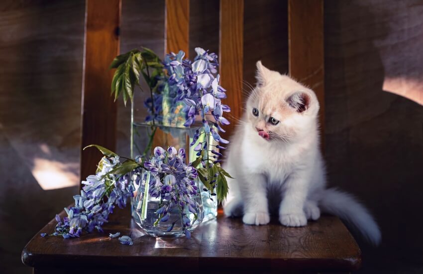wisteria is toxic to cats