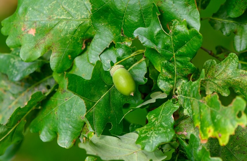 benefits of oak tree leaves