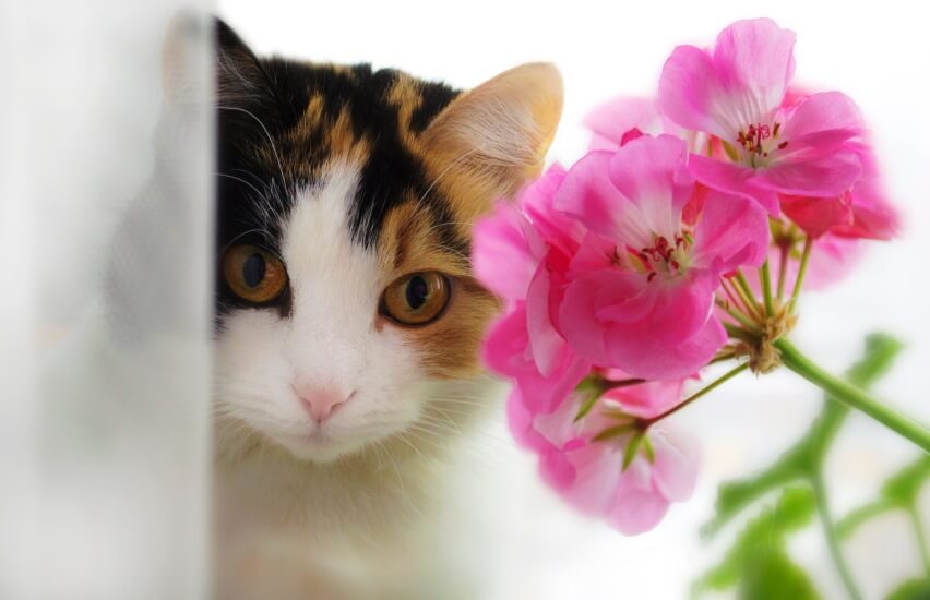 geraniums (pelargoniums) are poisonous to cats