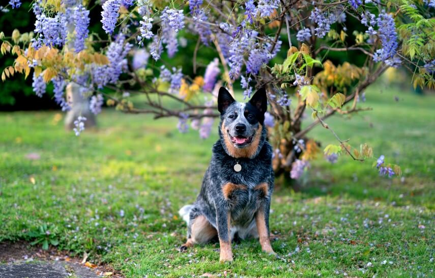 wisteria is toxic to dogs