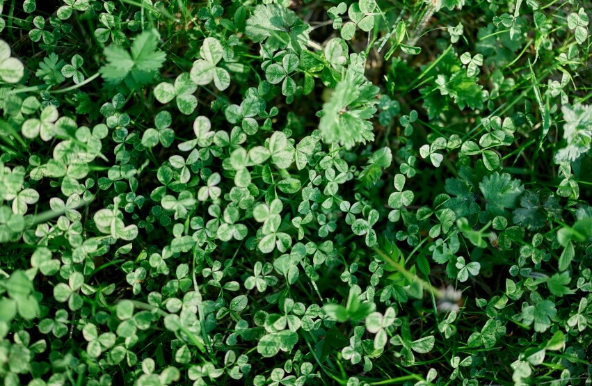 disadvantages of micro clover lawns