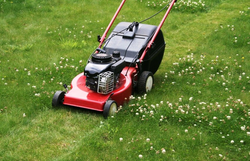 mowing micro clover lawn