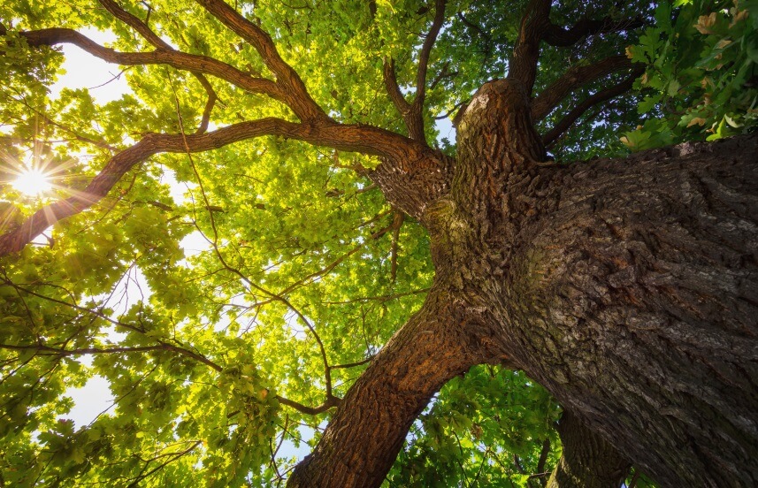 benefits of oak tree bark