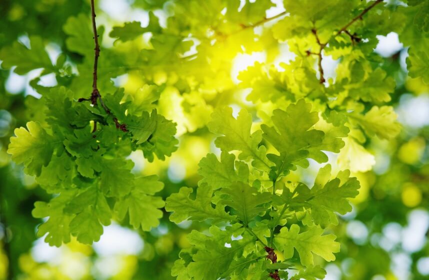oak tree leaf 