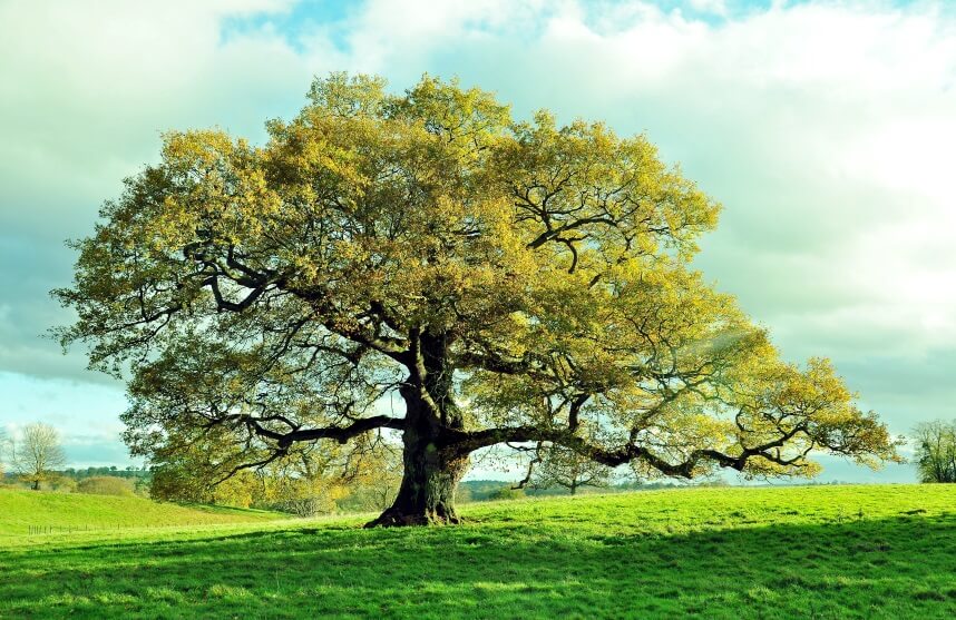 benefits of oak tree