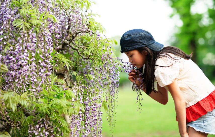 wisteria is mildly poisonous to humans