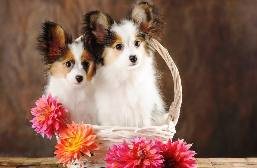 two dogs in the basket with dahlias