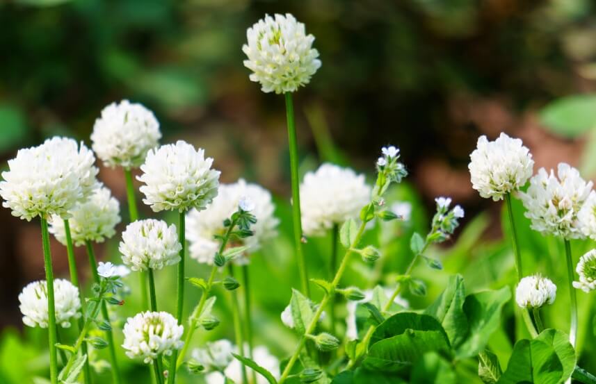 benefits of micro clover lawns