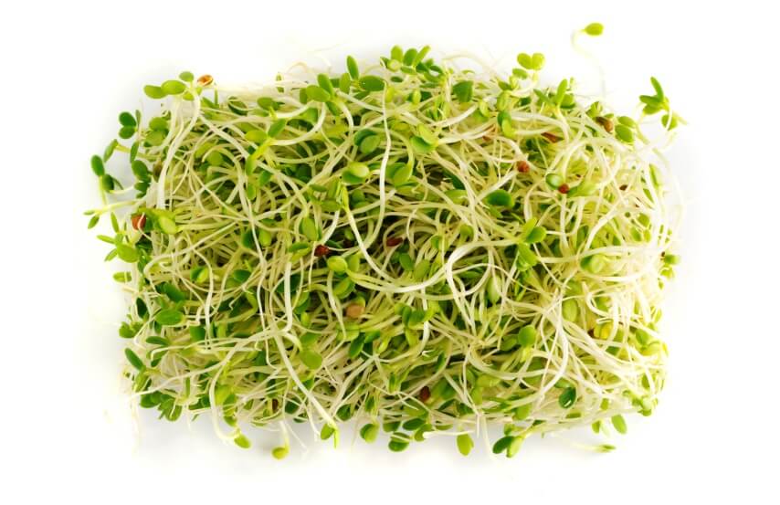 Clover sprouts (Trifolium) on white background