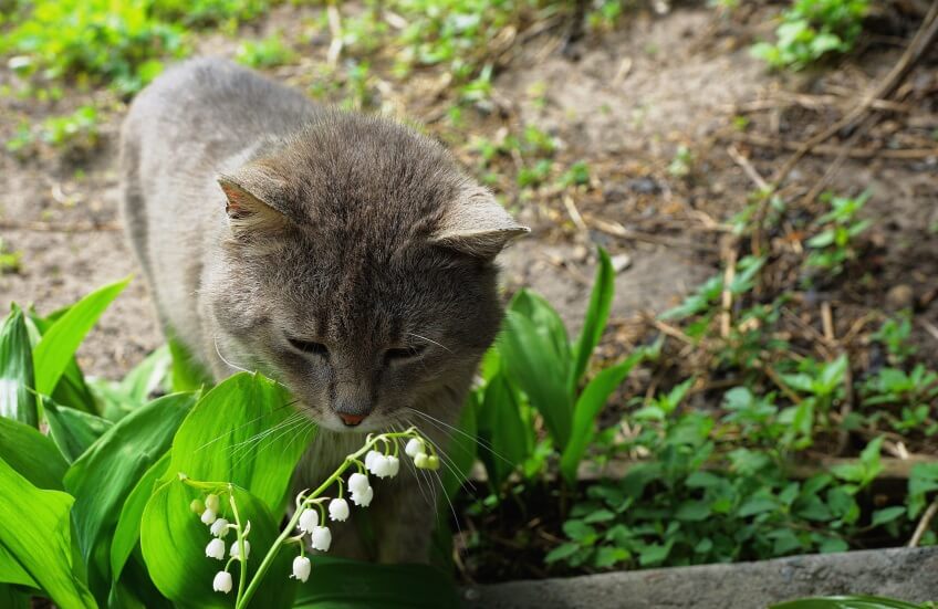 Lily of the valley and cat