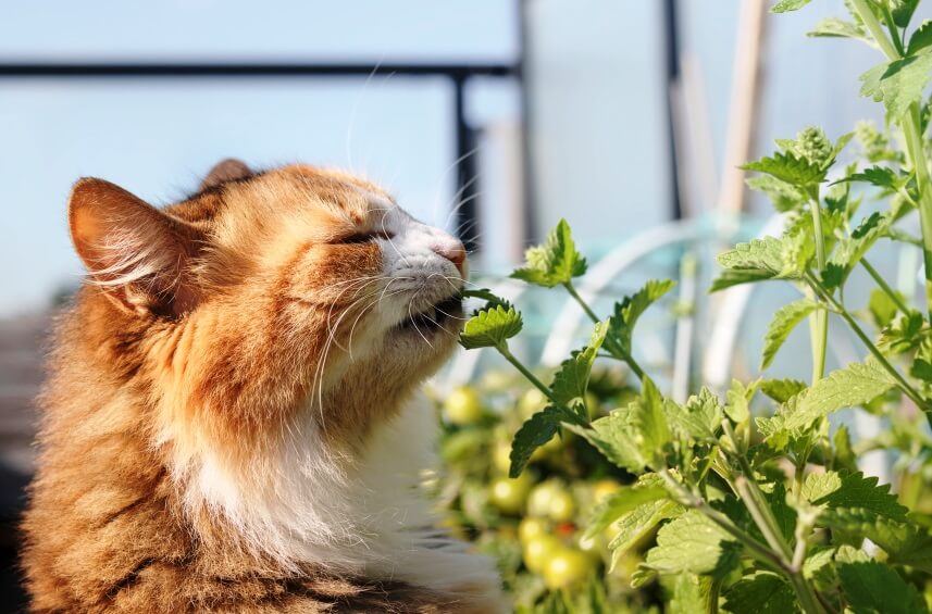 catnip benefits for cats